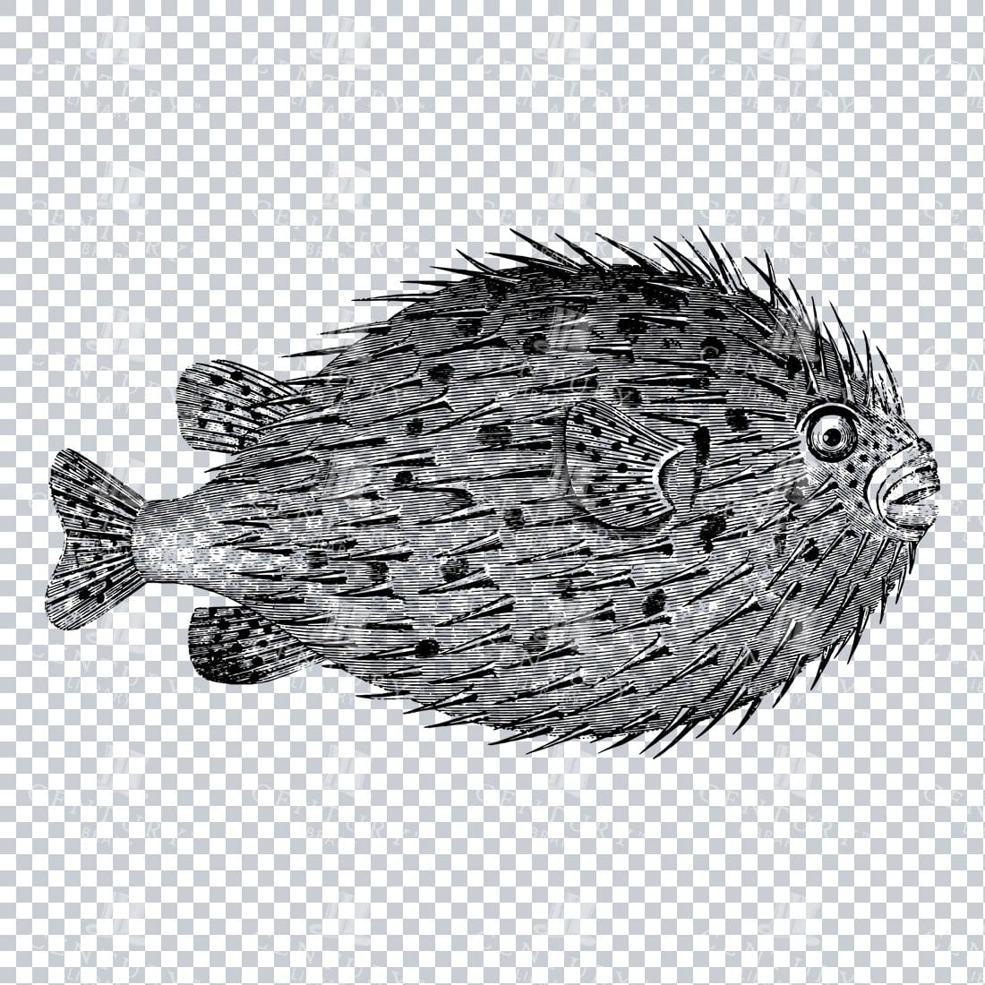 Antique Engraving of a Hedgehog Fish