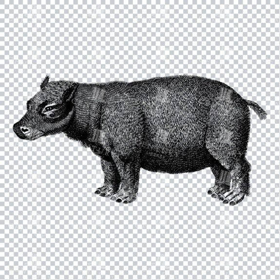 Black and White Engraving of a Hippopotamus