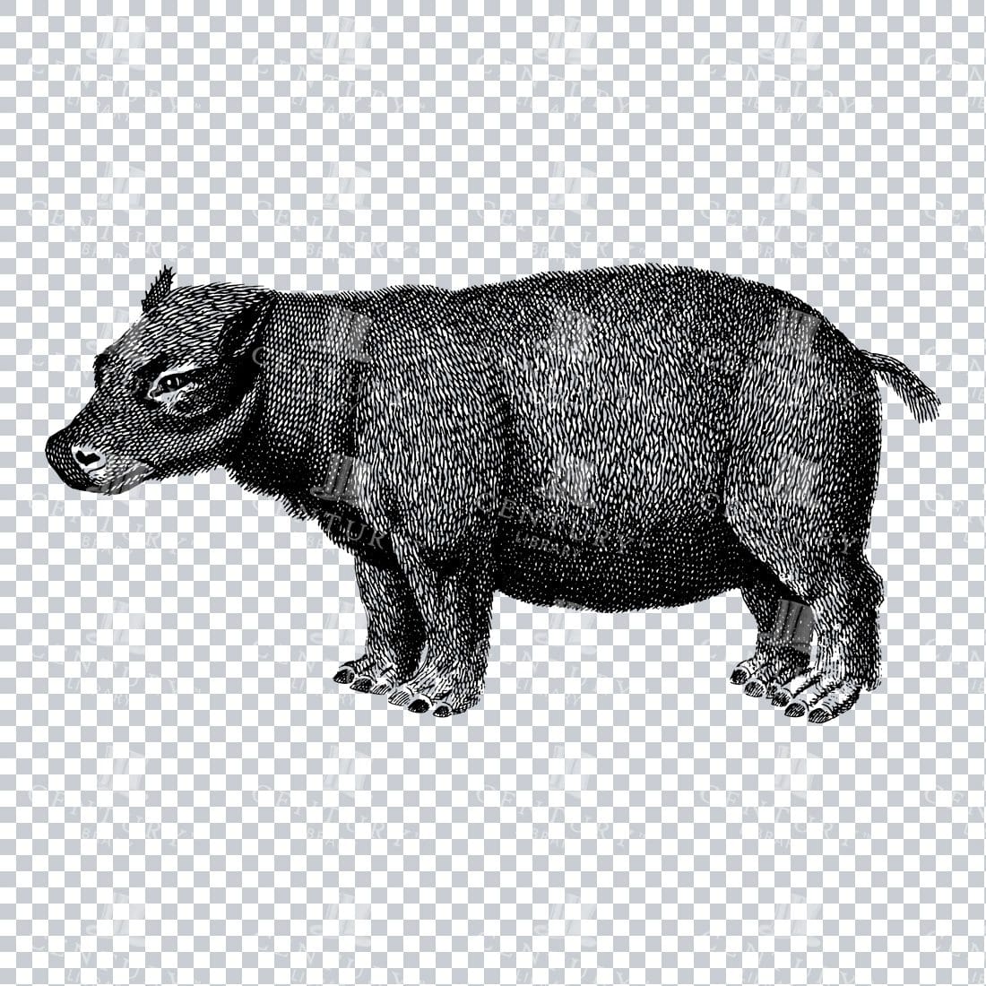 Black and White Engraving of a Hippopotamus