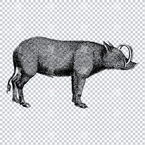 Vintage Illustration of a Wild Hog