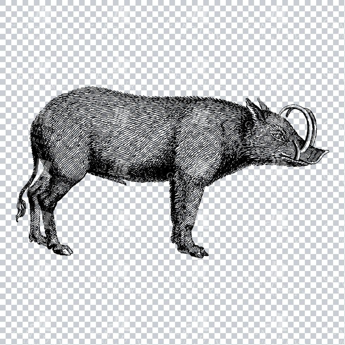 Vintage Illustration of a Wild Hog