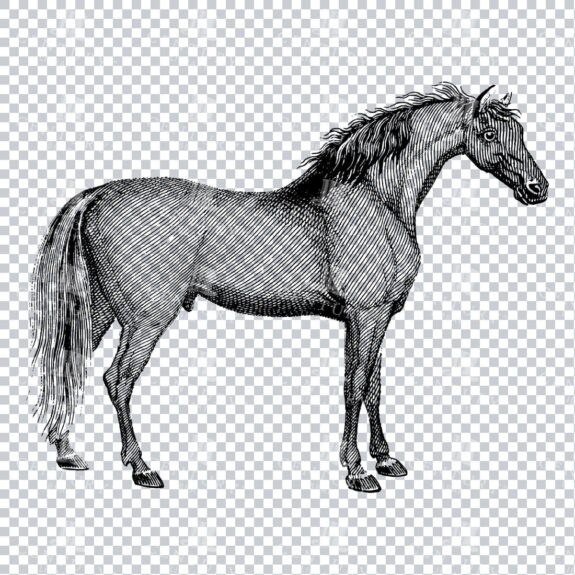 Vintage Mammal Illustration of a Horse No.1