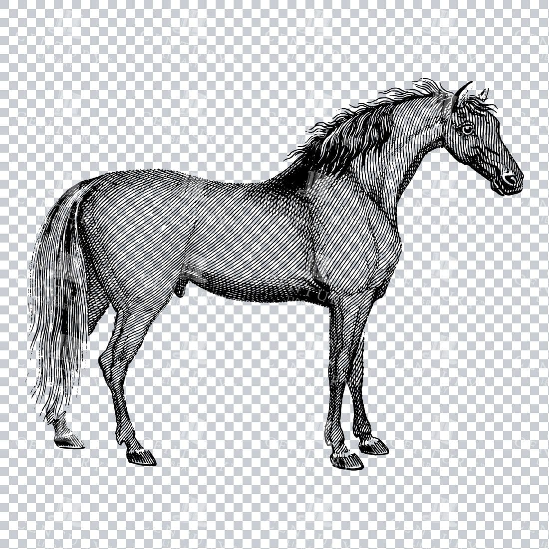 Vintage Mammal Illustration of a Horse No.1