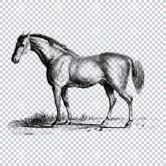 Vintage Mammal Illustration of a Horse No.2