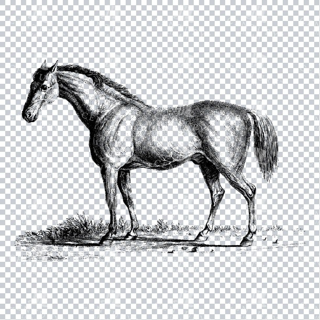 Vintage Mammal Illustration of a Horse No.2
