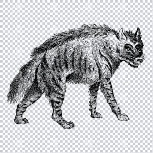 Vintage Mammal Illustration of a Hyiena