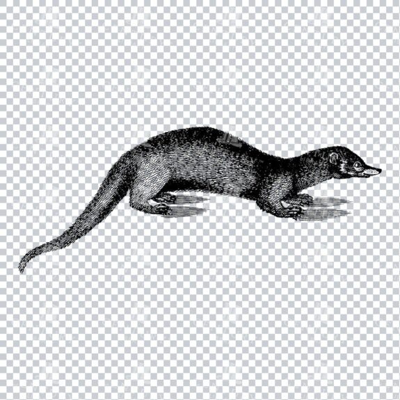 Vintage Illustration of a Egyptian Mongoose