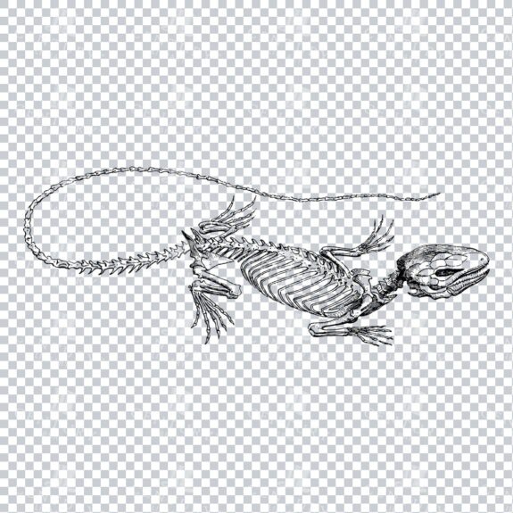 Vintage Skeleton Engraving of an Iguana Reptile