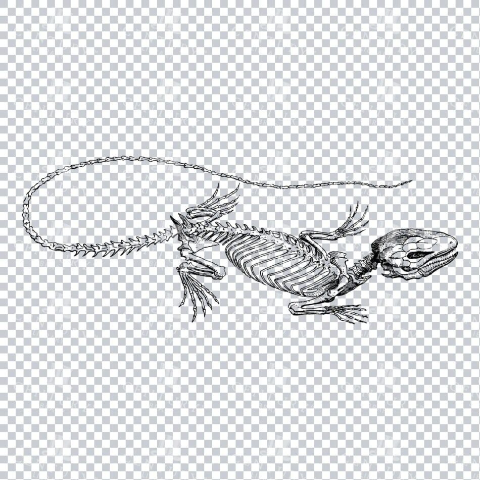 Vintage Skeleton Engraving of an Iguana Reptile
