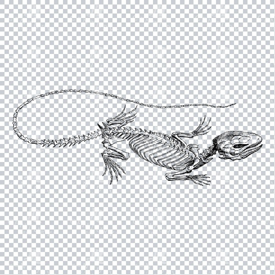 Vintage Skeleton Engraving of an Iguana Reptile