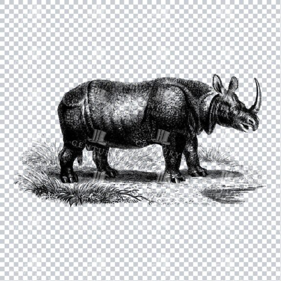Old Clipart Illustration of a Rhinoceros