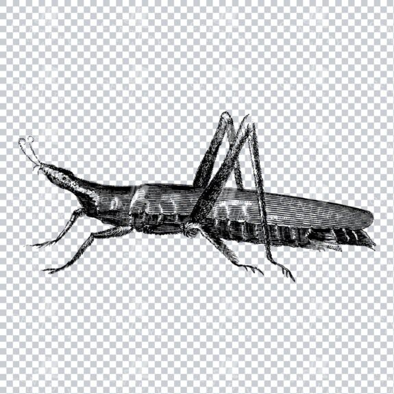 Vintage Engraving - Line Art Illustration of an Insect No.1
