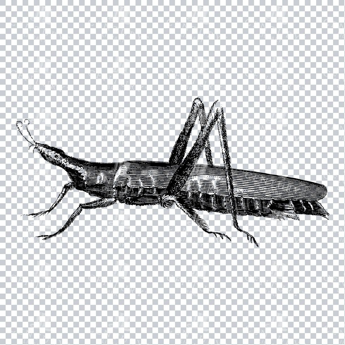 Vintage Engraving - Line Art Illustration of an Insect No.1
