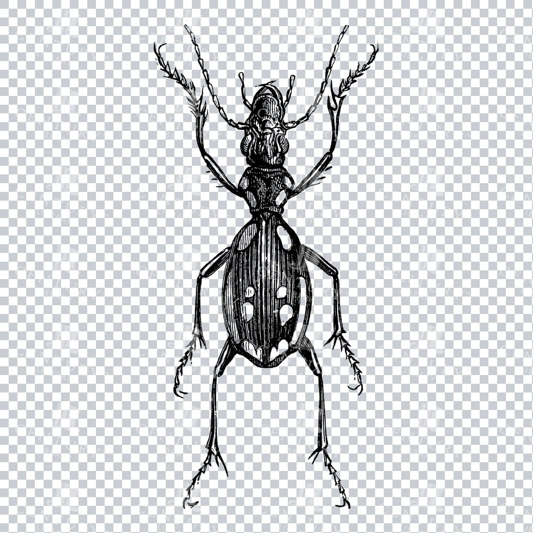 Vintage Engraving - Line Art Illustration of an Insect No.2