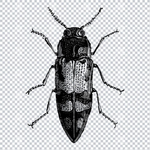 Vintage Engraving - Line Art Illustration of an Insect No.3