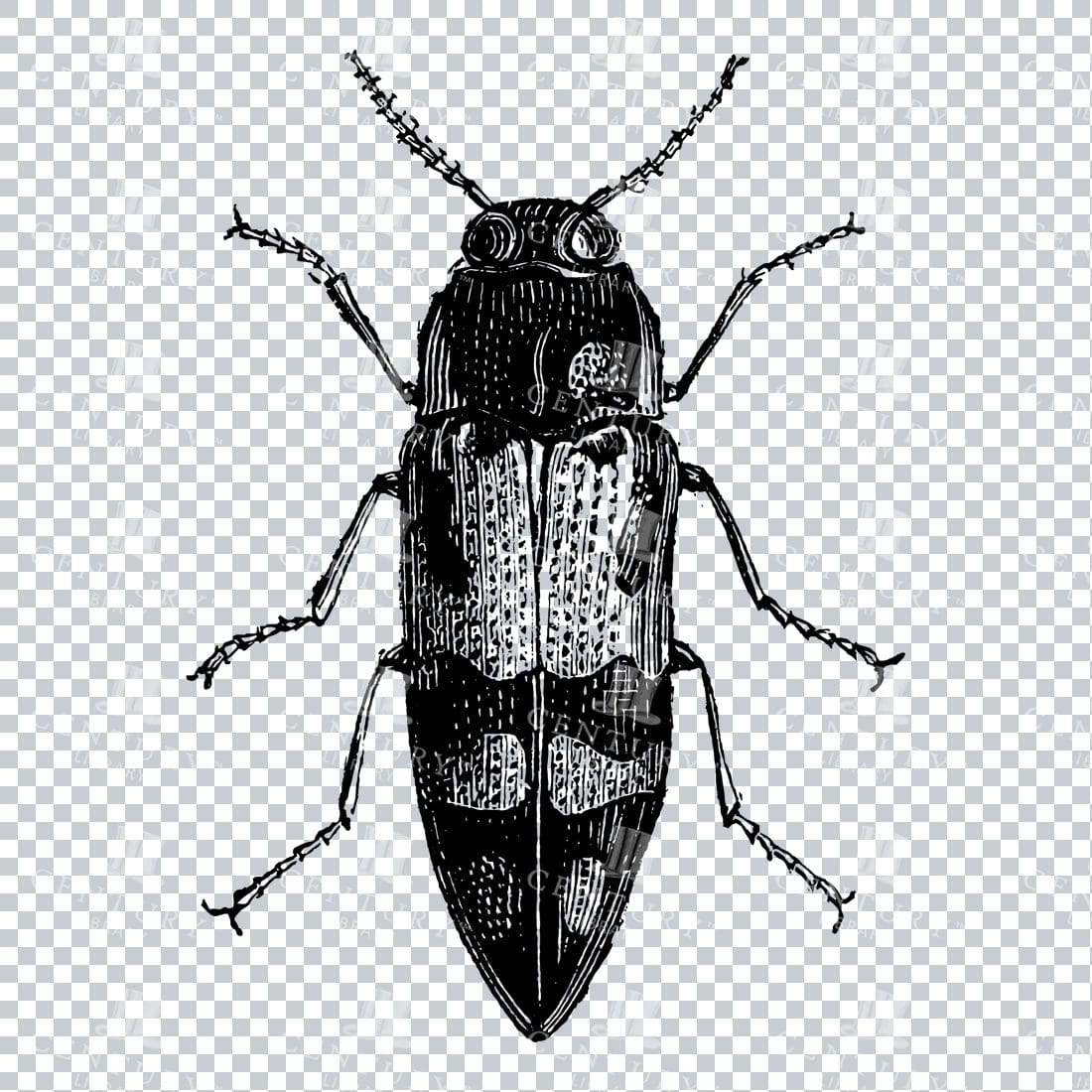 Vintage Engraving - Line Art Illustration of an Insect No.3