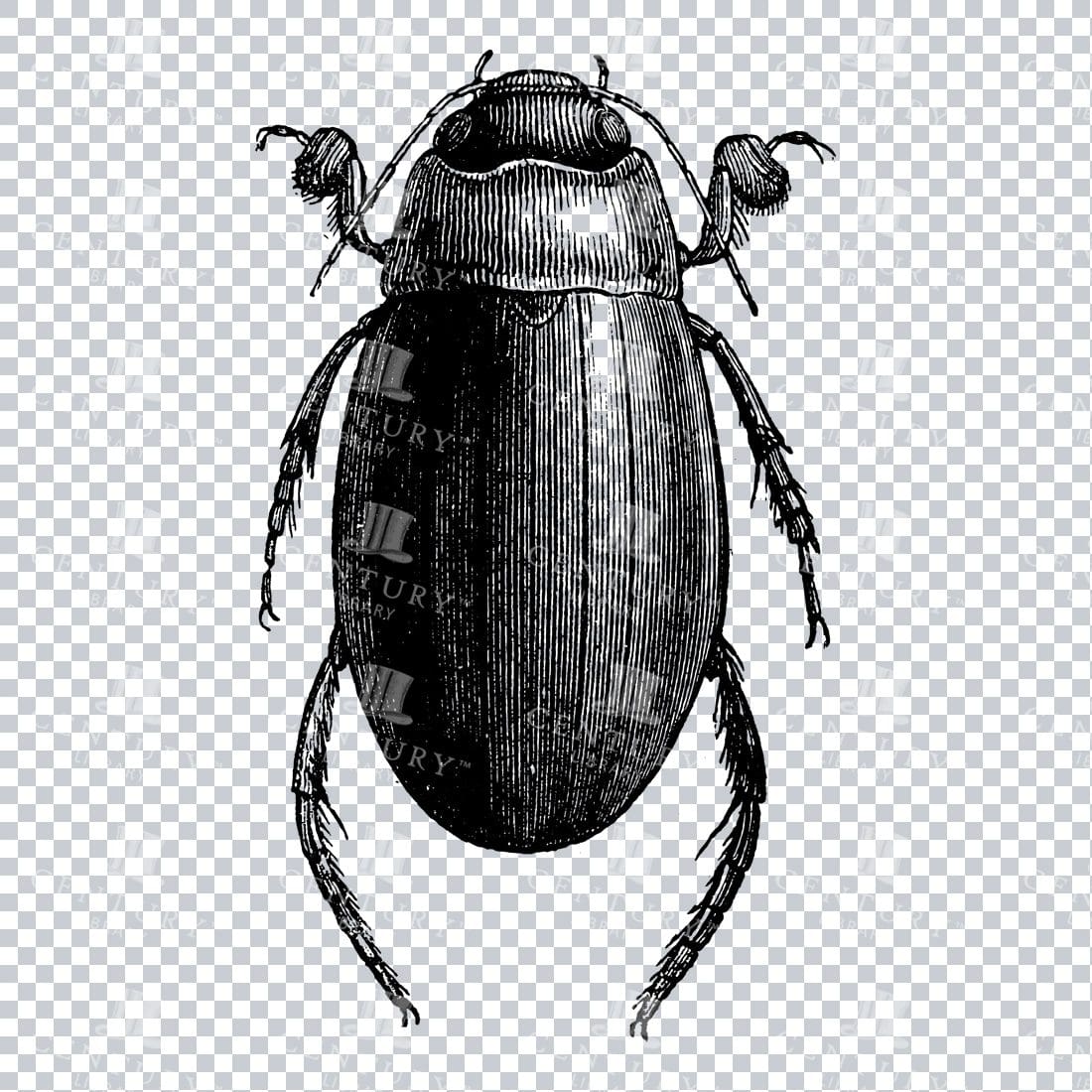 Vintage Engraving - Line Art Illustration of an Insect No.5