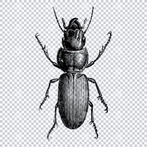 Vintage Engraving - Line Art Illustration of an Insect No.6
