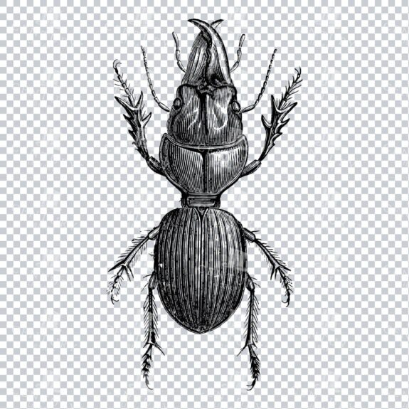 Vintage Engraving - Line Art Illustration of an Insect No.7