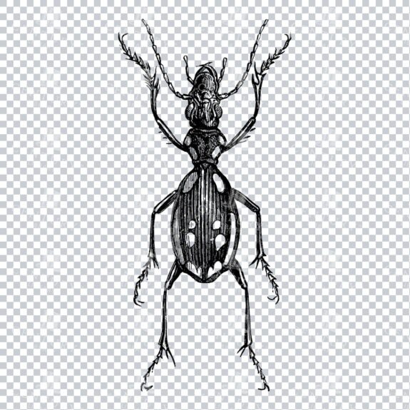 Vintage Engraving - Line Art Illustration of an Insect No.8