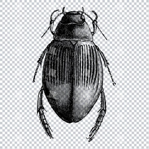 Vintage Engraving - Line Art Illustration of an Insect No.10