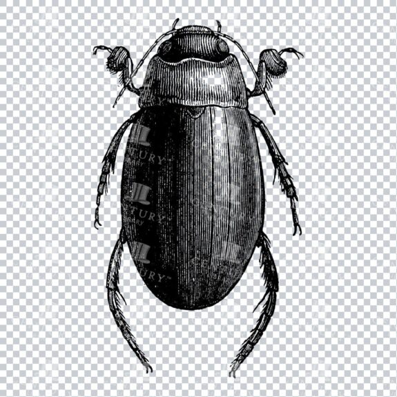 Vintage Engraving - Line Art Illustration of an Insect No.11