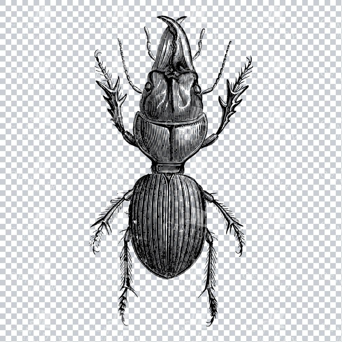 Vintage Engraving - Line Art Illustration of an Insect No.13