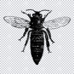 Vintage Engraving - Line Art Illustration of an Insect No.14