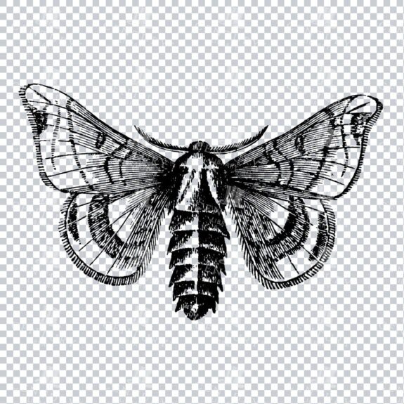 Vintage Engraving - Line Art Illustration of an Insect No.15