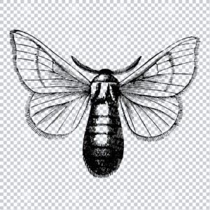 Vintage Engraving - Line Art Illustration of an Insect No.16