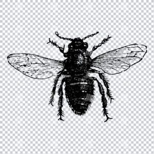 Vintage Engraving - Line Art Illustration of an Insect No.17