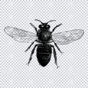 Vintage Engraving - Line Art Illustration of an Insect No.18