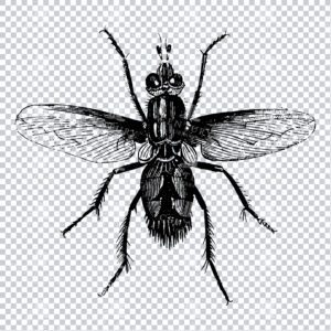 Vintage Engraving - Line Art Illustration of an Insect No.19