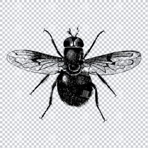 Vintage Engraving - Line Art Illustration of an Insect No.20