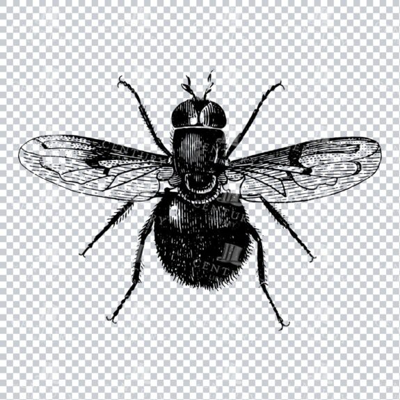 Vintage Engraving - Line Art Illustration of an Insect No.20
