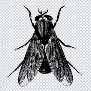Vintage Engraving - Line Art Illustration of an Insect No.21