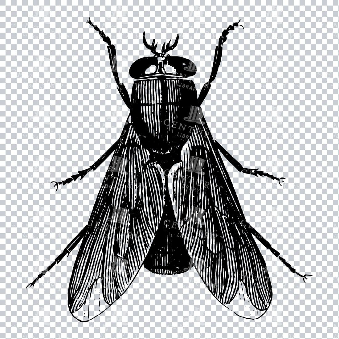 Vintage Engraving - Line Art Illustration of an Insect No.21