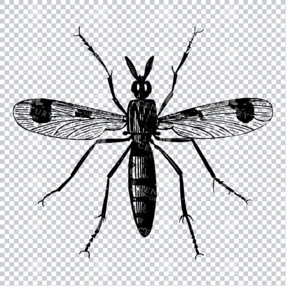Vintage Engraving - Line Art Illustration of an Insect No.22