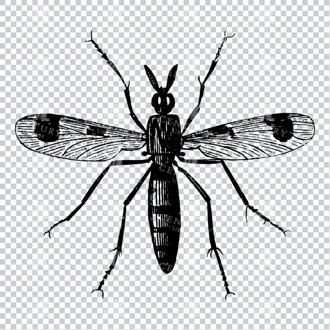 Vintage Engraving - Line Art Illustration of an Insect No.22