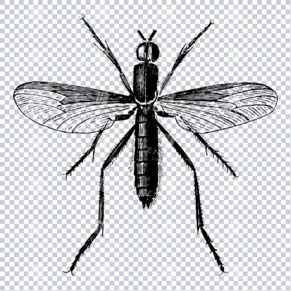 Vintage Engraving - Line Art Illustration of an Insect No.23
