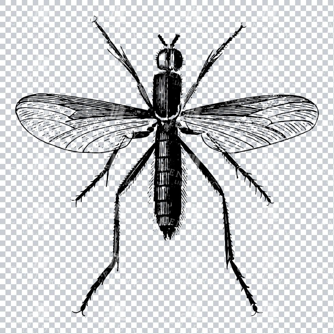 Vintage Engraving - Line Art Illustration of an Insect No.23