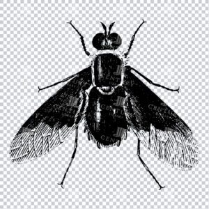 Vintage Engraving - Line Art Illustration of an Insect No.24