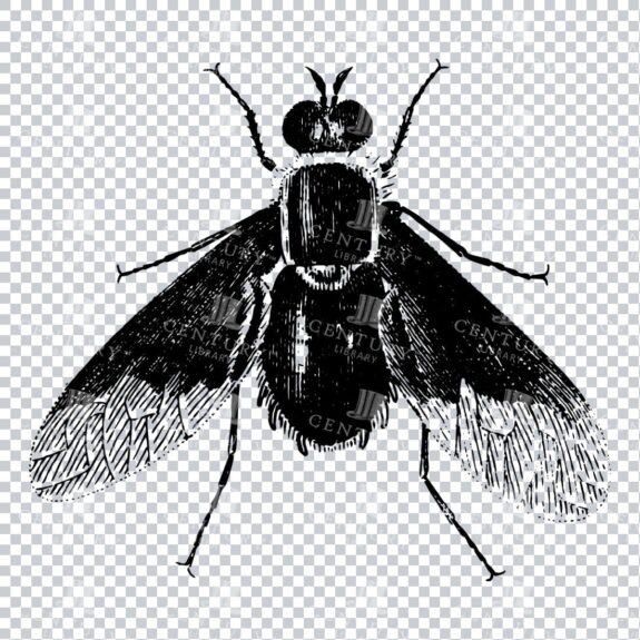 Vintage Engraving - Line Art Illustration of an Insect No.24