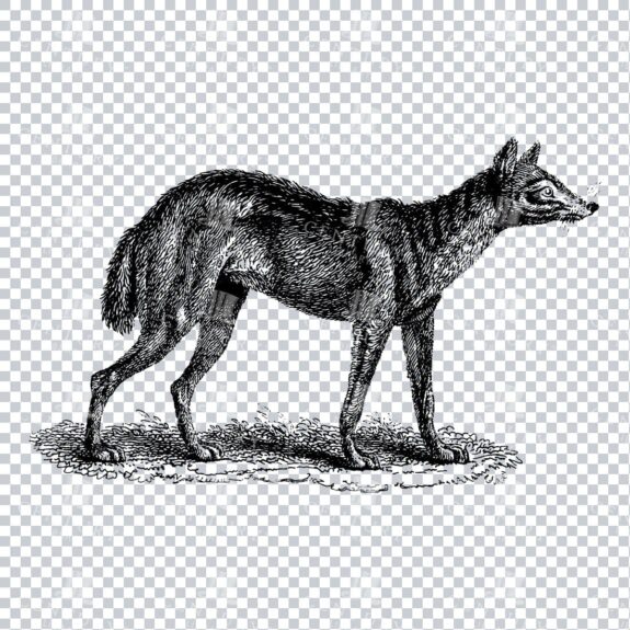 Old Engraving Line Art Illustration of a Jackal - Wild Animal