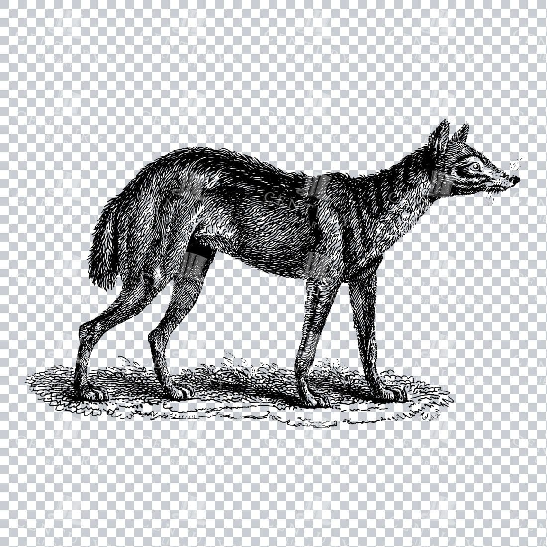 Old Engraving Line Art Illustration of a Jackal - Wild Animal