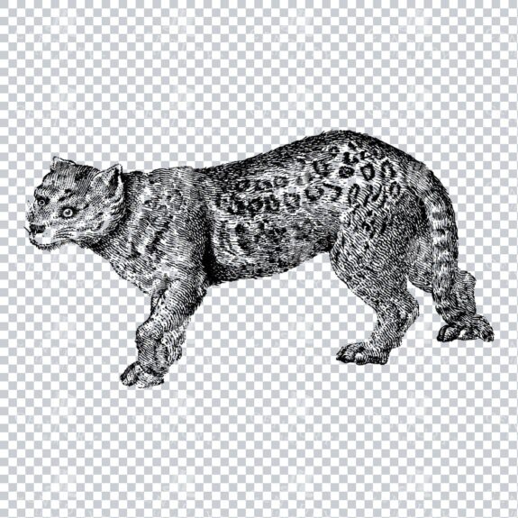 Old Engraving Line Art Illustration of a Jaguar - Wild Animal
