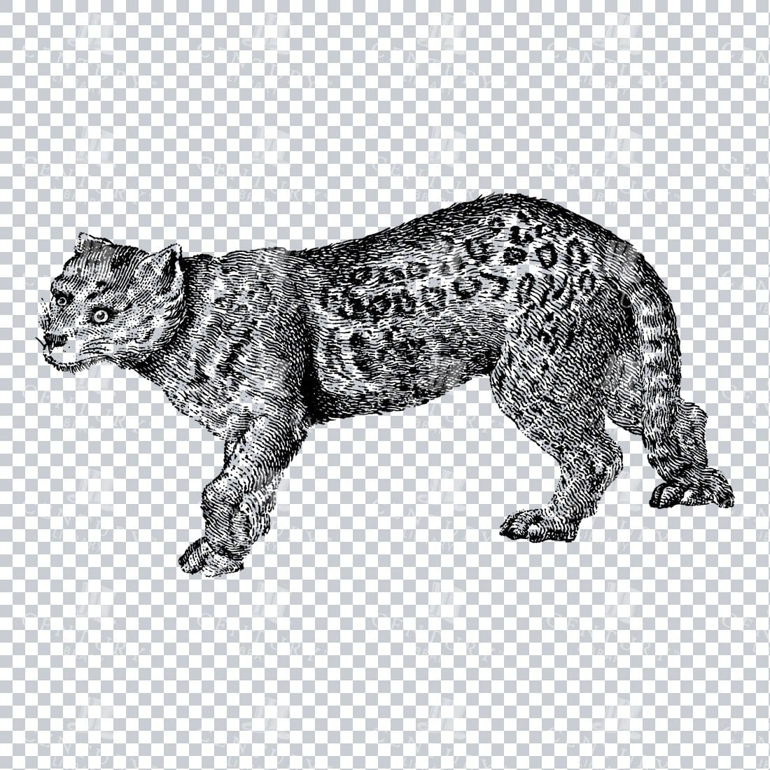 Old Engraving Line Art Illustration of a Jaguar - Wild Animal