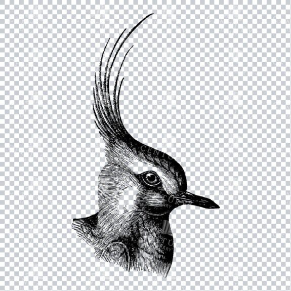 Vintage Illustration of the Side Profile of a Lapwing Bird