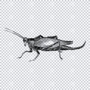Vintage Illustration of a Large Grasshopper