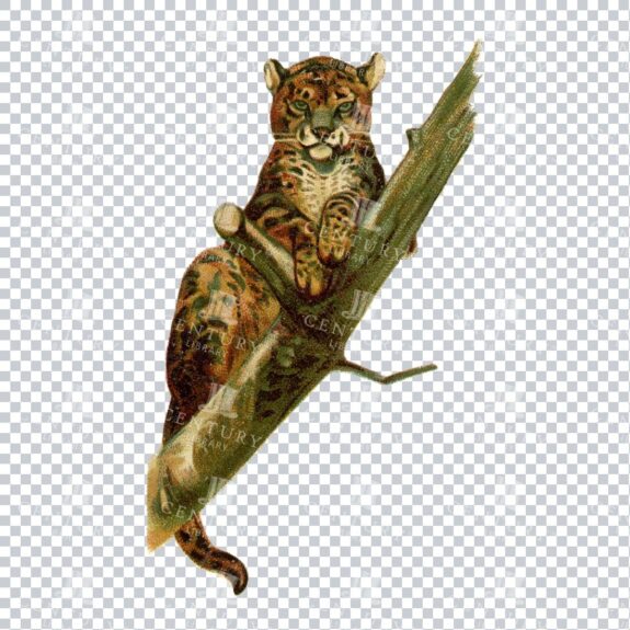 Vintage Color Illustration of a Leopard in a Tree